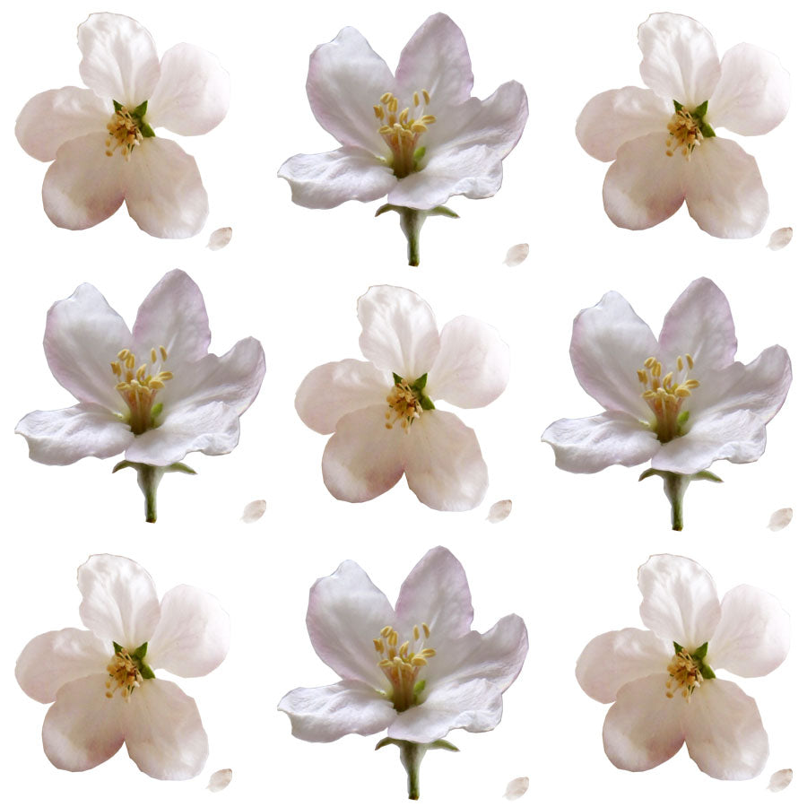 Apple Blossoms White 24 pcs $8.75 CAD
