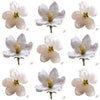 Apple Blossoms White 75 pcs $23.75 CAD