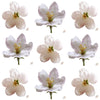Apple Blossoms White 50 pcs $16.25 CAD