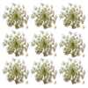 Carrot Flower White Micro Flowerlets 12 pcs $7.75 CAD