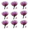 Chive Flowers Micro Mauve 10 pcs $4.25 CAD