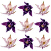 Columbine Flowers Mix 24 pcs $16.75 CAD