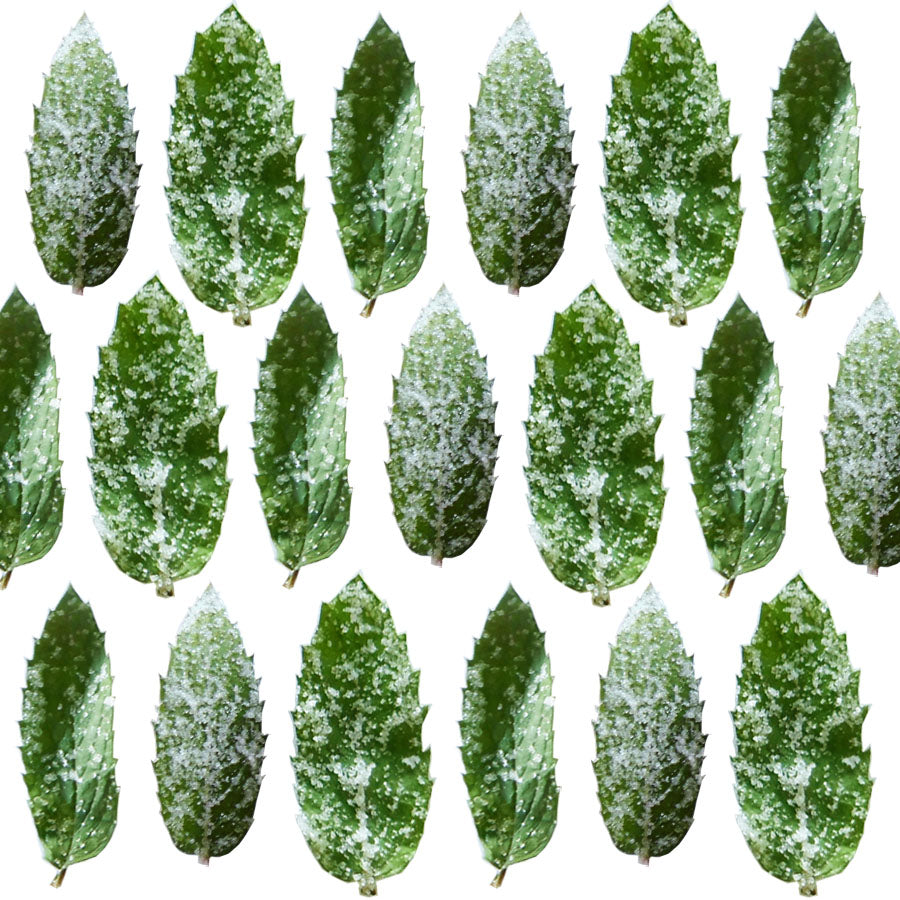 Crystallized Spearmint Leaves $41.8 CAD 32 pcs 1¼” - 1½” (32 - 38mm)