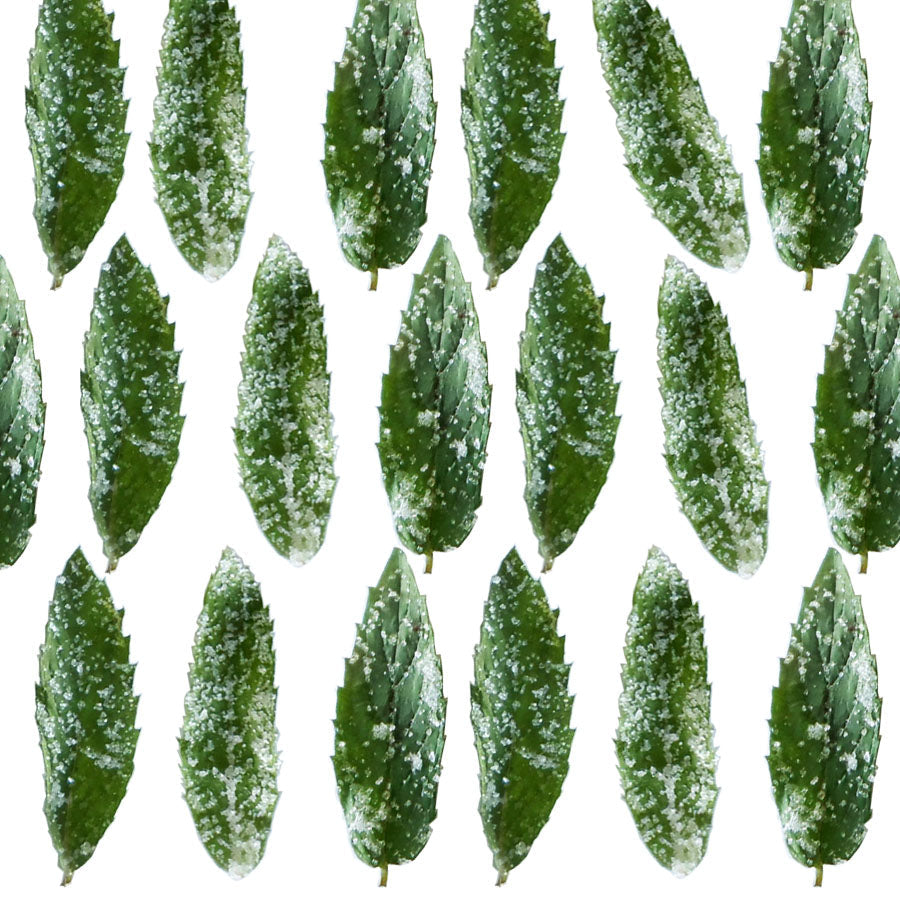 Crystallized Spearmint Leaves $81.25 CAD 60 pcs 1½” - 1¾” (38 - 44mm)