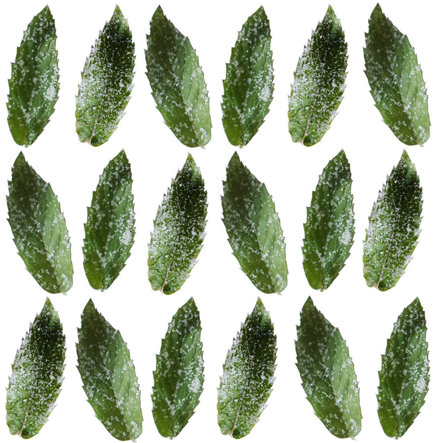 Crystallized Spearmint Leaves $31.25 CAD 25 pcs 1¾” - 2