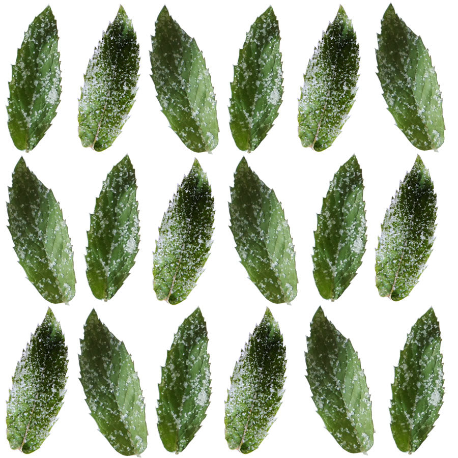 Crystallized Spearmint Leaves $23.75 CAD 15 pcs 1¾” - 2