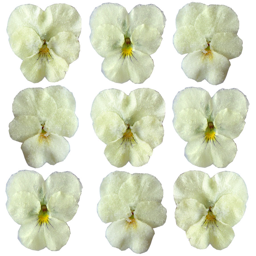 Crystallized Pansies Ivory White $29 CAD 16 pcs 1