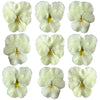 Crystallized Pansies Ivory White $29 CAD 16 pcs 1