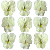 Crystallized Pansies Ivory White $18.25 CAD 9 pcs 1¼” - 1¾” (32 - 44mm)