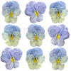 Crystallized Pansies Pale Blue With White $35.25 CAD 16 pcs 1¾” - 2¾” (44 - 70mm)