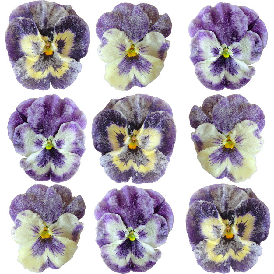 Crystallized Pansies Purple And White Face $35.25 CAD 16 pcs 1¾” - 2¼” (44 - 57mm)