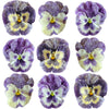 Crystallized Pansies Purple And White Face $35.25 CAD 16 pcs 1¾” - 2¼” (44 - 57mm)