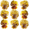 Crystallized Pansies Yellow And Red $35.25 CAD 16 pcs 1¾” - 2¼” (44 - 57mm)