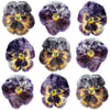 Crystallized Pansies Burgundy Yellow $30.5 CAD 12 pcs 1¾” - 2¾” (44 - 70mm)