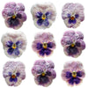 Crystallized Pansies Assorted Pinks And Burgundies $35.25 CAD 16 pcs 1¾” - 2¼” (44 - 57mm)