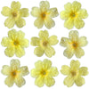 Crystallized Primula Yellow $40.25 CAD 35 pcs ¾” - 1