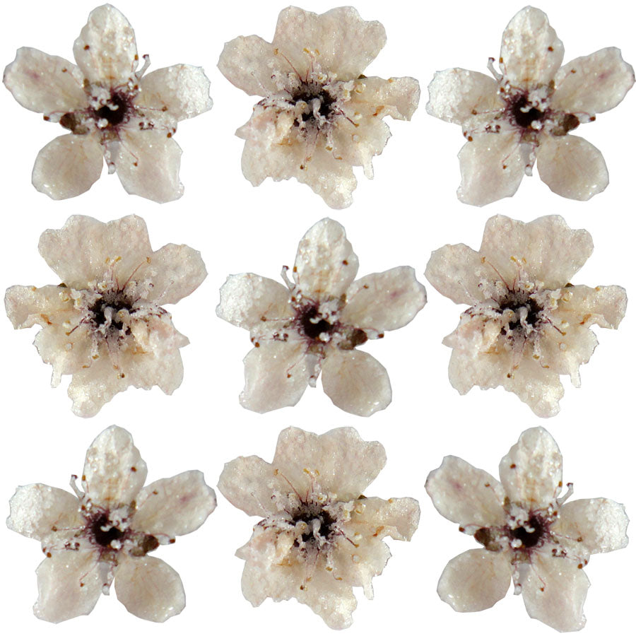 Crystallized Cherry Blossoms $39.25 CAD 30 pcs ½” - ¾” (13 - 19mm)