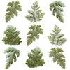 Crystallized Sweet Cicely Leaves $16.25 CAD 9 pcs 1½” - 1¾” (38 - 44mm)