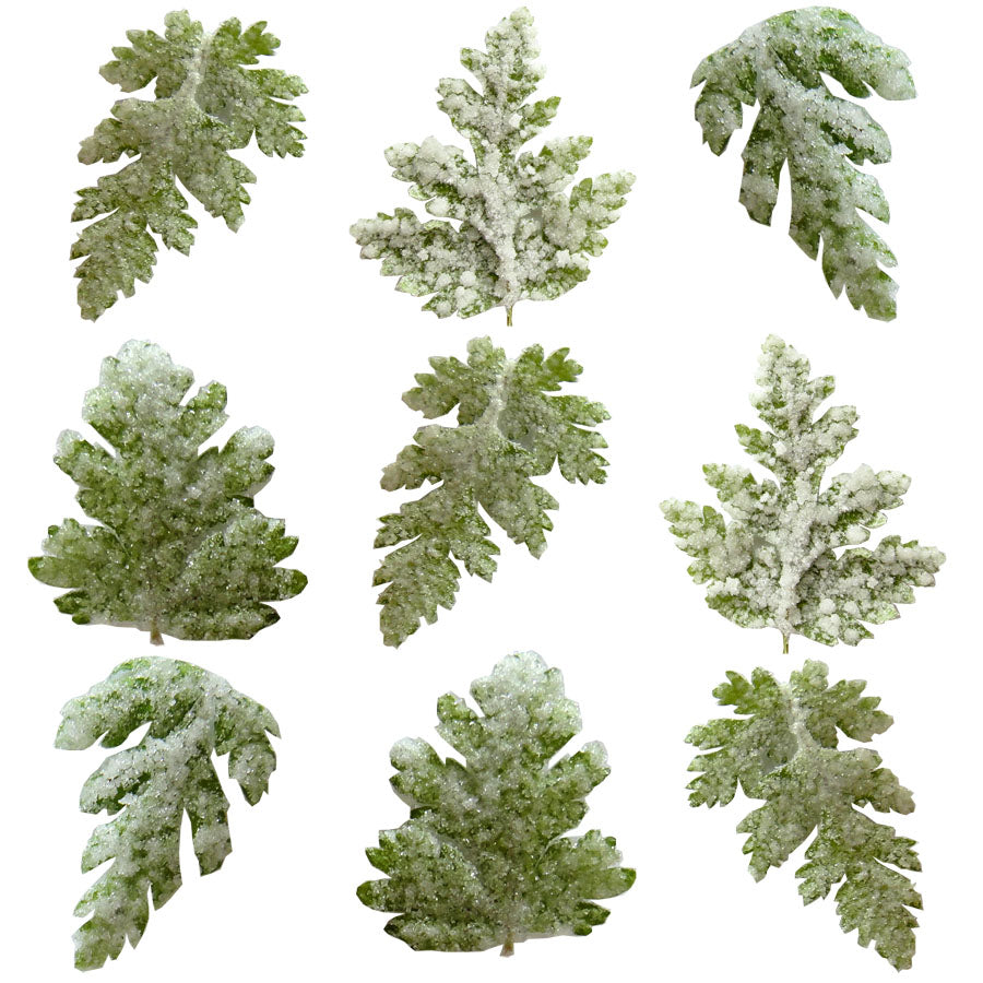 Crystallized Sweet Cicely Leaves $26 CAD 12 pcs 1¾” - 2¼” (44 - 57mm)