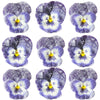 Crystallized Violets Dark Purple And White Face $30 CAD 20 pcs ¾” - 1¼” (19 - 32mm)