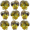 Crystallized Violets Yellow Striped $21.85 CAD 12 pcs 1¼” - 1½” (32 - 38mm)