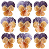Crystallized Violets Purple And Orange $20.25 CAD 12 pcs 1