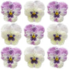 Crystallized Violets Raspberry Face $23.25 CAD 12 pcs 1½” - 1¾” (38 - 44mm)