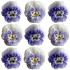 Crystallized Violets White And Purple Face $20.25 CAD 12 pcs 1