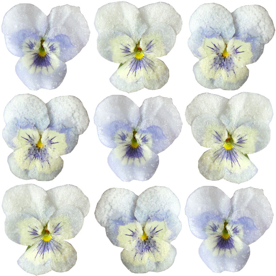 Crystallized Violets Pale Blue And White Face $20.75 CAD 12 pcs 1