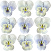 Crystallized Violets Pale Blue And White Face $21.85 CAD 12 pcs 1¼” - 1½” (32 - 38mm)