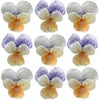 Crystallized Violets Light Purple White And Orange $30 CAD 20 pcs ¾” - 1¼” (19 - 32mm)