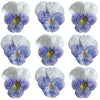 Crystallized Violets Purple And White $30 CAD 20 pcs 1