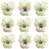 Crystallized Violets White With Purple Face $21.85 CAD 12 pcs 1¼” - 1½” (32 - 38mm)