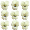 Crystallized Violets White With Purple Face $21.85 CAD 12 pcs 1¼” - 1½” (32 - 38mm)