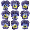 Crystallized Violets Blue Purple Yellow Face $21.25 CAD 12 pcs 1