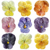 Crystallized Violets Rainbow Mix $63.75 CAD 42 pcs 1