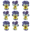 Crystallized Violets Johnny Jump Ups $20.25 CAD 12 pcs ¾” - 1¼” (19 - 32mm)
