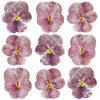 Crystallized Violets Carmine $23.25 CAD 12 pcs 1½” - 1¾” (38 - 44mm)