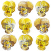 Crystallized Violets Yellow And Brown $21.85 CAD 12 pcs 1¼” - 1½” (32 - 38mm)