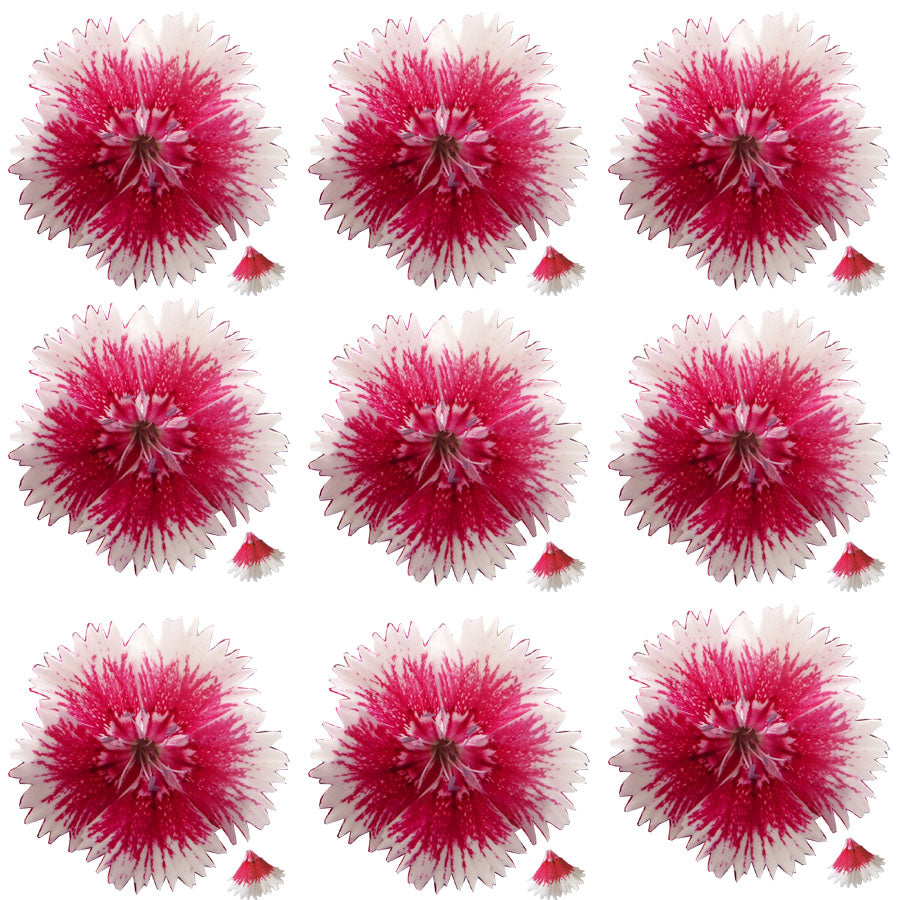 Sweet William Flowers Pink White 15 pcs $6.55 CAD