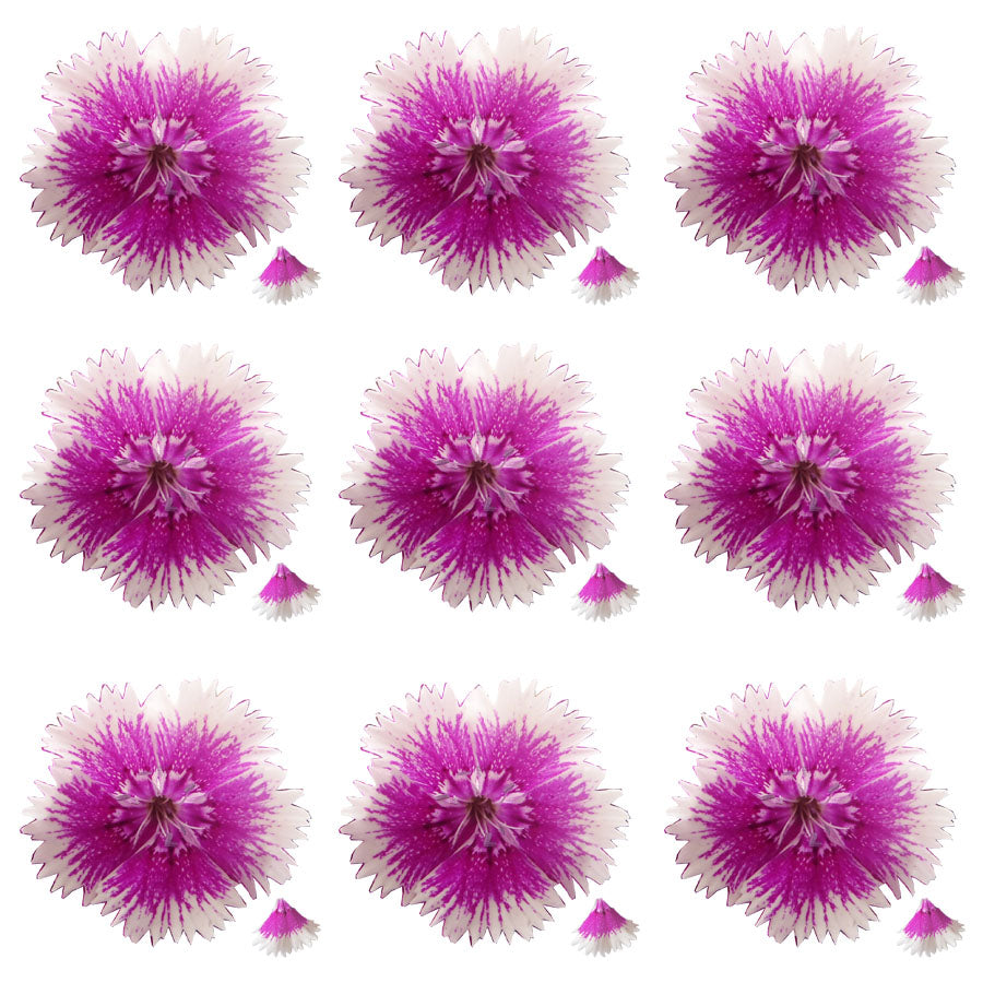 Sweet William Flowers Mix 100 pcs $41.25 CAD