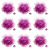 Sweet William Flowers Mix 100 pcs $41.25 CAD