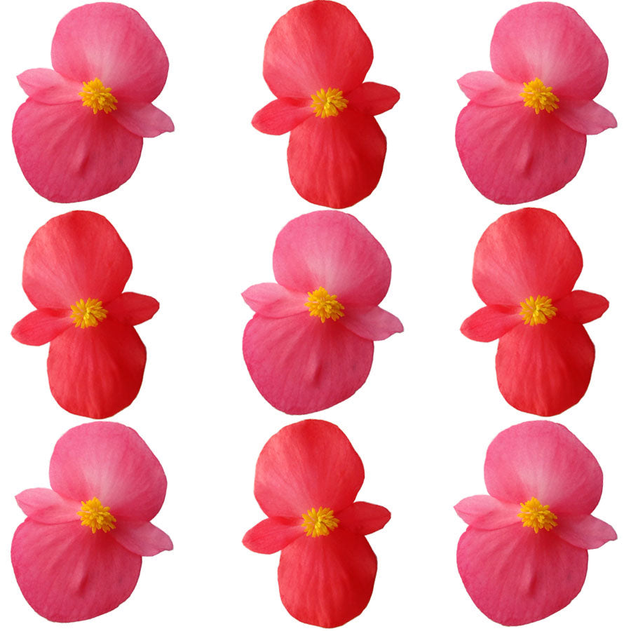 Begonia Flower Lg Mix Pink Red 12 pcs $5.75 CAD