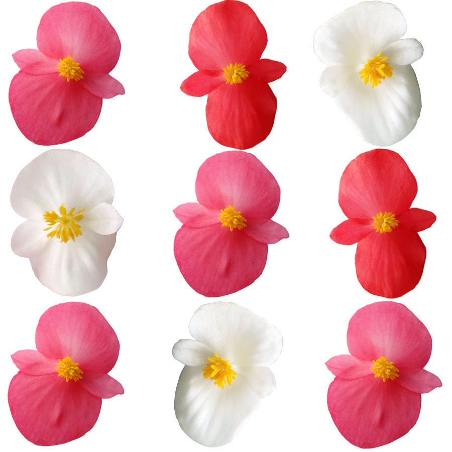 Begonia Flower Lg Mix Pink Red White 12 pcs $5.75 CAD