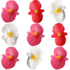 Begonia Flower Lg Mix Pink Red White 24 pcs $10.75 CAD