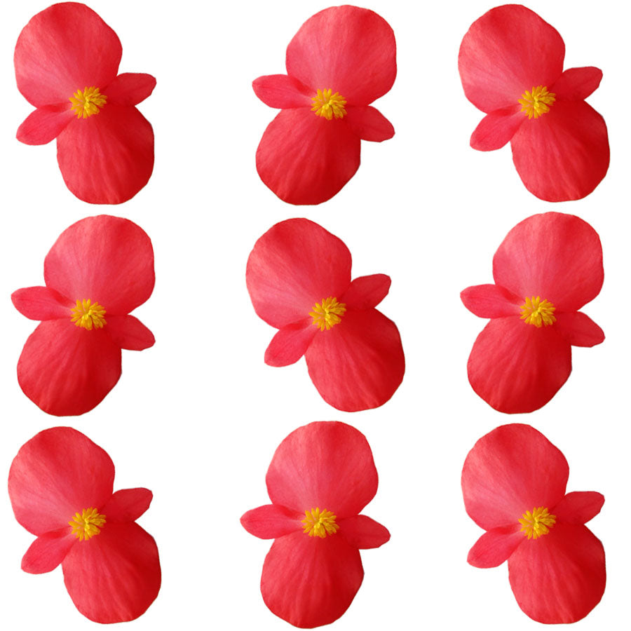 Begonia Flower Lg Red 24 pcs $10.75 CAD
