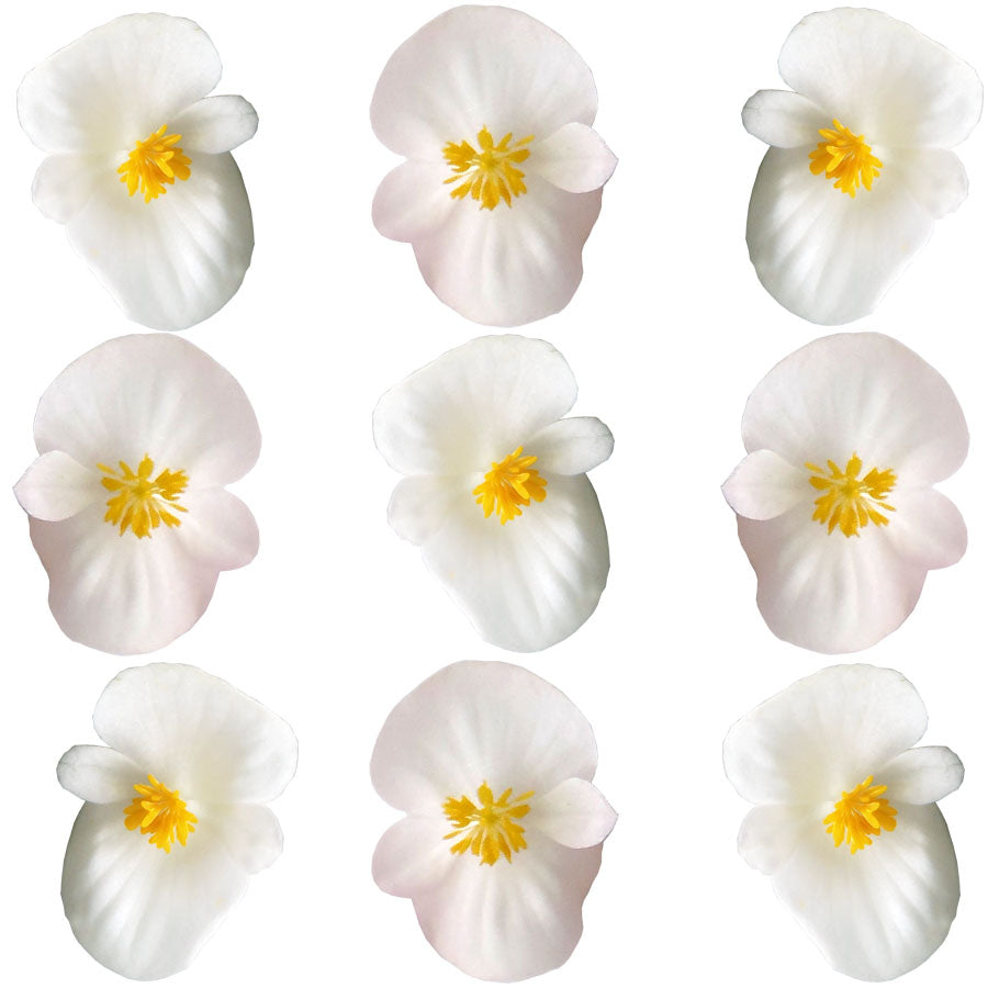 Begonia Flower Lg White 36 pcs $14.75 CAD