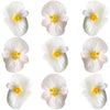 Begonia Flower Lg White 36 pcs $14.75 CAD