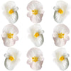 Begonia Flower Lg White 24 pcs $10.25 CAD