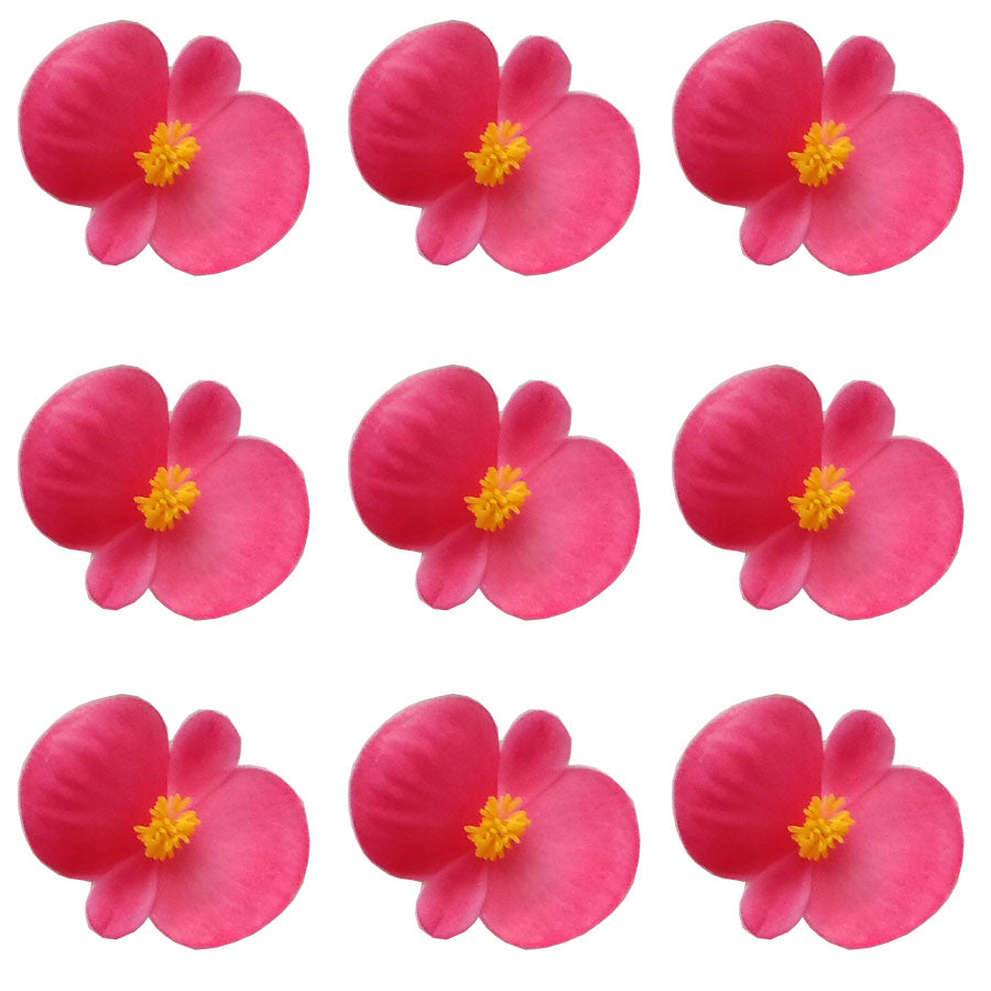 Begonia Flower Small Micro Pink 36 pcs $8.75 CAD